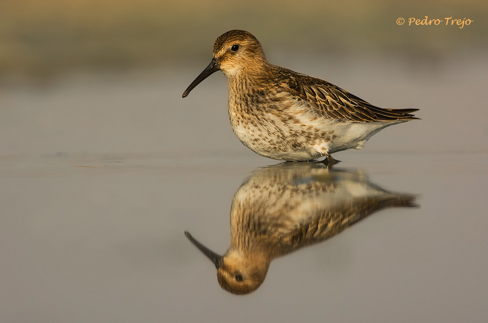 Correlimos común (Calidris alpina)